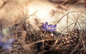 Preview wallpaper flower, grass, pine cone, dry, purple, bloom