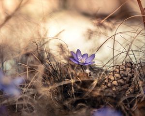 Preview wallpaper flower, grass, pine cone, dry, purple, bloom