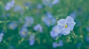 Preview wallpaper flower, grass, plants