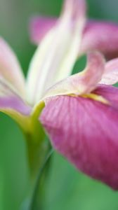 Preview wallpaper flower, grass, stems, petals