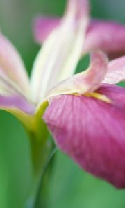 Preview wallpaper flower, grass, stems, petals