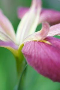 Preview wallpaper flower, grass, stems, petals