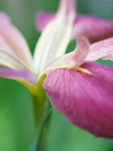 Preview wallpaper flower, grass, stems, petals