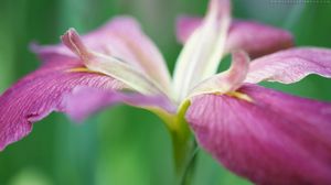 Preview wallpaper flower, grass, stems, petals