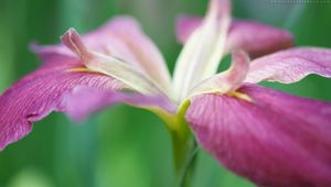 Preview wallpaper flower, grass, stems, petals