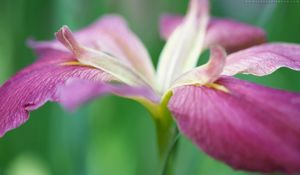 Preview wallpaper flower, grass, stems, petals