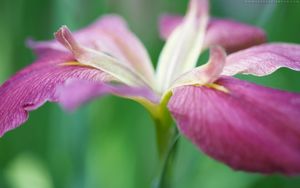 Preview wallpaper flower, grass, stems, petals