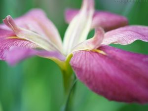 Preview wallpaper flower, grass, stems, petals