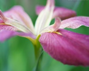 Preview wallpaper flower, grass, stems, petals