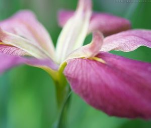 Preview wallpaper flower, grass, stems, petals