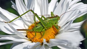 Preview wallpaper flower, grasshopper, chamomile, insect