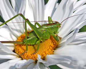 Preview wallpaper flower, grasshopper, chamomile, insect