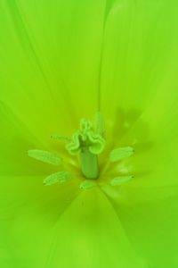 Preview wallpaper flower, green, bright, macro