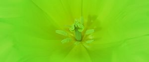 Preview wallpaper flower, green, bright, macro