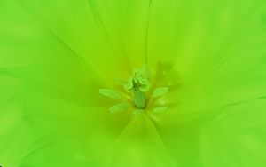 Preview wallpaper flower, green, bright, macro