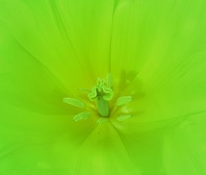 Preview wallpaper flower, green, bright, macro