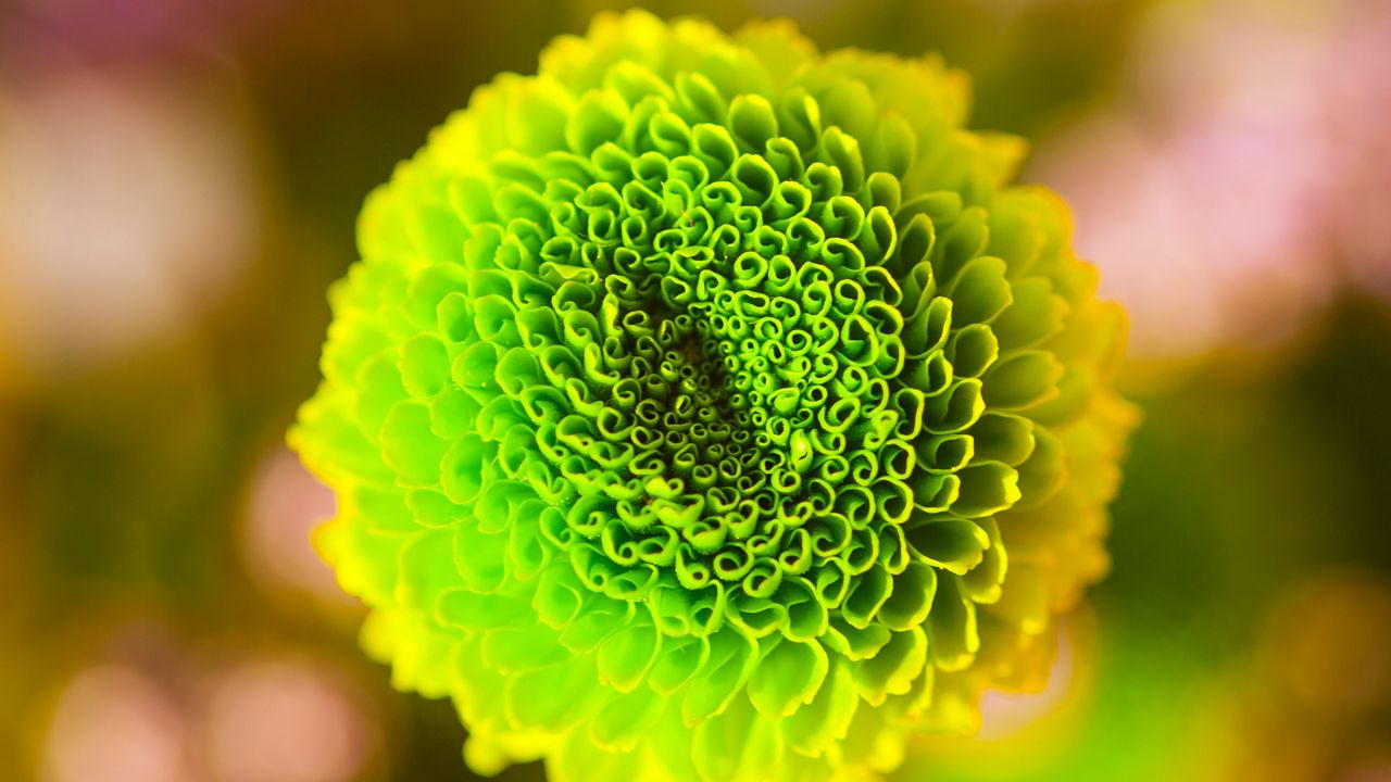 Wallpaper flower, green, bud, close-up