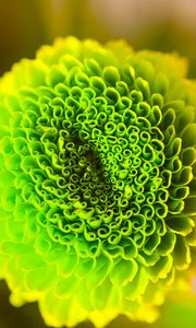 Preview wallpaper flower, green, bud, close-up