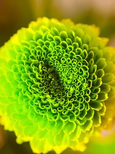 Preview wallpaper flower, green, bud, close-up