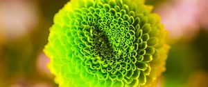 Preview wallpaper flower, green, bud, close-up