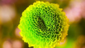Preview wallpaper flower, green, bud, close-up