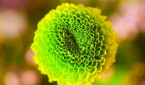 Preview wallpaper flower, green, bud, close-up