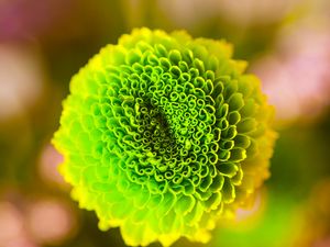 Preview wallpaper flower, green, bud, close-up
