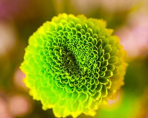 Preview wallpaper flower, green, bud, close-up