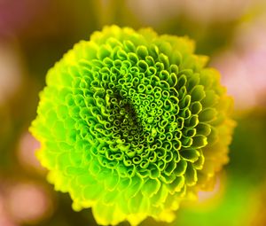 Preview wallpaper flower, green, bud, close-up