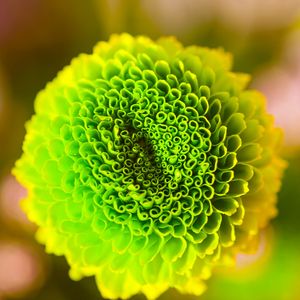 Preview wallpaper flower, green, bud, close-up