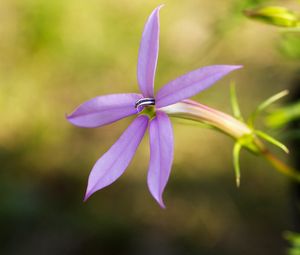 Preview wallpaper flower, green, plant