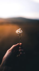 Preview wallpaper flower, hand, blur, small