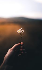 Preview wallpaper flower, hand, blur, small