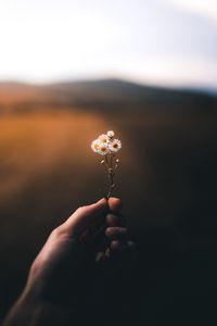 Preview wallpaper flower, hand, blur, small