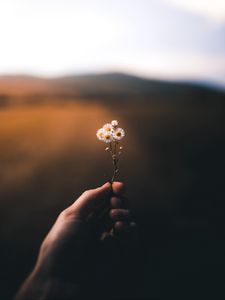 Preview wallpaper flower, hand, blur, small