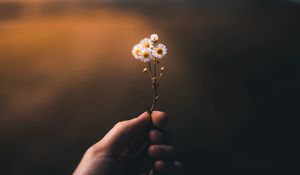 Preview wallpaper flower, hand, blur, small