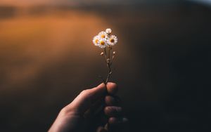 Preview wallpaper flower, hand, blur, small