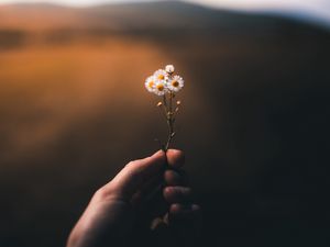 Preview wallpaper flower, hand, blur, small