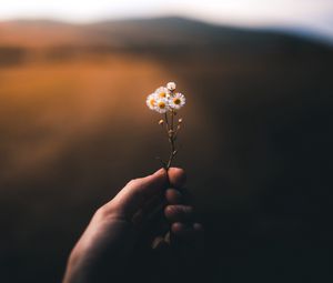 Preview wallpaper flower, hand, blur, small