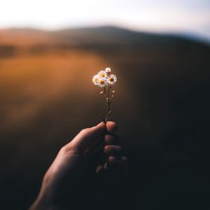 Preview wallpaper flower, hand, blur, small