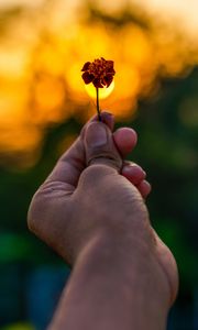 Preview wallpaper flower, hand, blur, focus