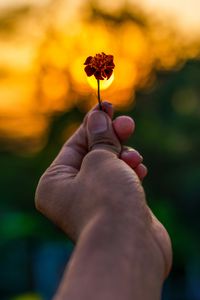 Preview wallpaper flower, hand, blur, focus