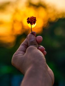 Preview wallpaper flower, hand, blur, focus