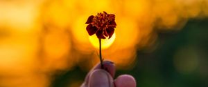 Preview wallpaper flower, hand, blur, focus