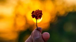 Preview wallpaper flower, hand, blur, focus