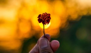 Preview wallpaper flower, hand, blur, focus