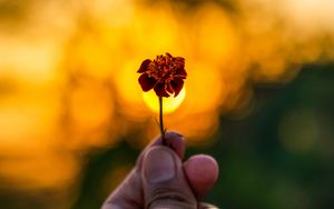 Preview wallpaper flower, hand, blur, focus
