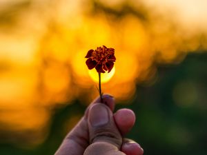 Preview wallpaper flower, hand, blur, focus