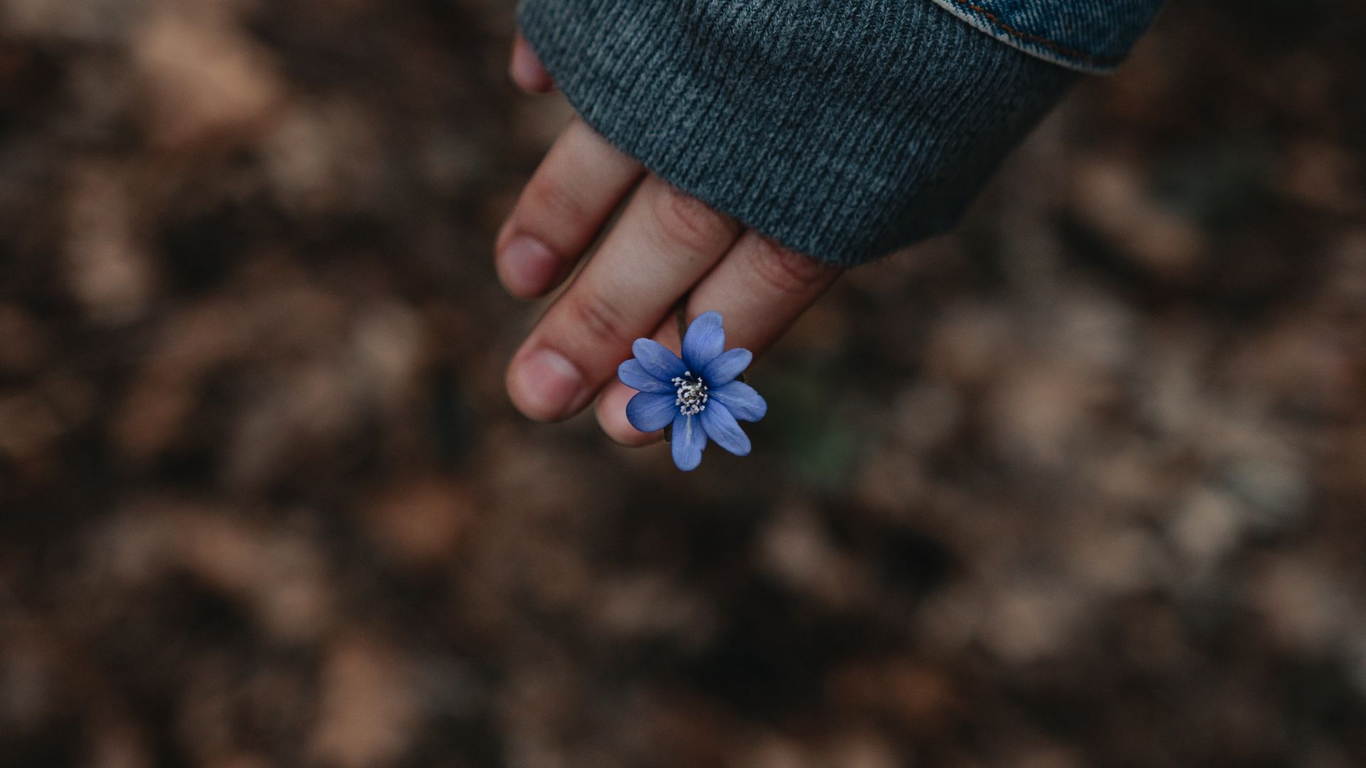 Download wallpaper 1920x1080 flower, hand, flowering full hd, hdtv, fhd