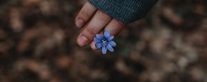 Preview wallpaper flower, hand, flowering